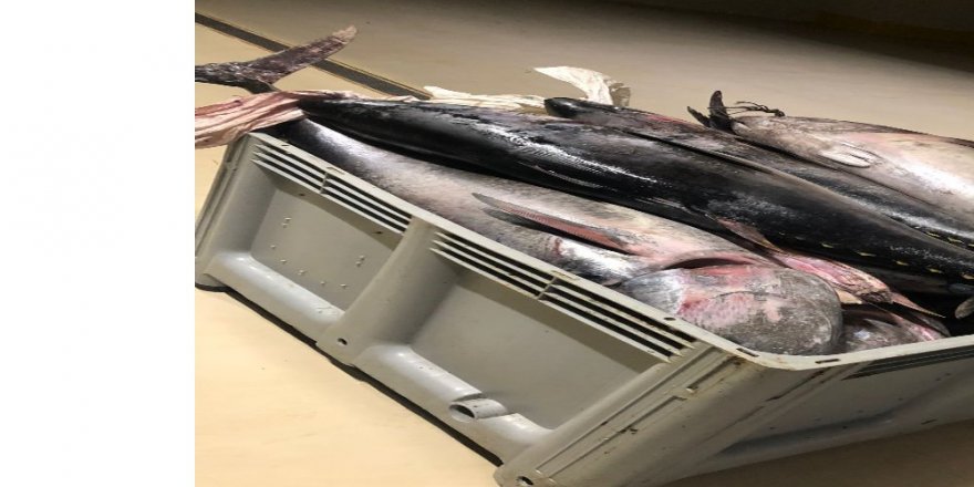 Yasak Dönemde Avlanan Bin 600 Kilo Orkinos Balığına El Konuldu