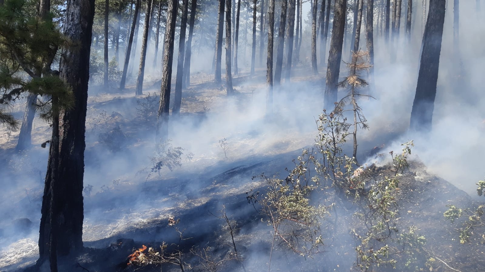Kastamonu’da Ormanlık Alanda Çıkan Yangın Kontrol Altına Alındı