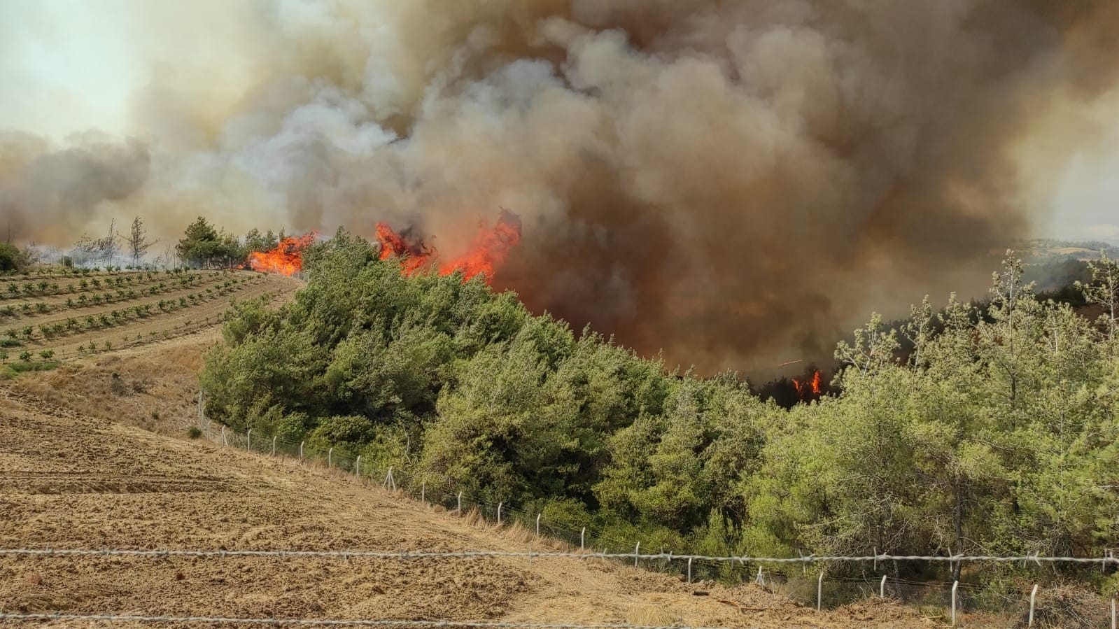 Adana’da Anız Yangını Ormana Sıçradı
