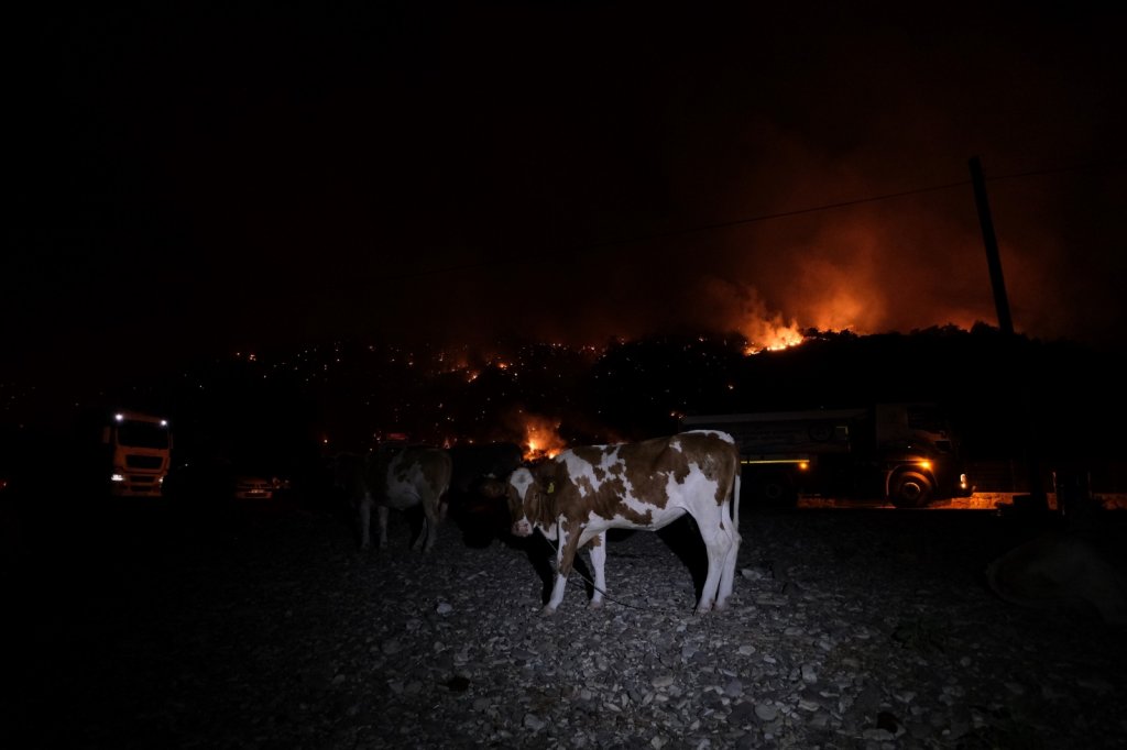 Büyükbaş Hayvanlarını Deniz Kenarına Getirerek Korudular