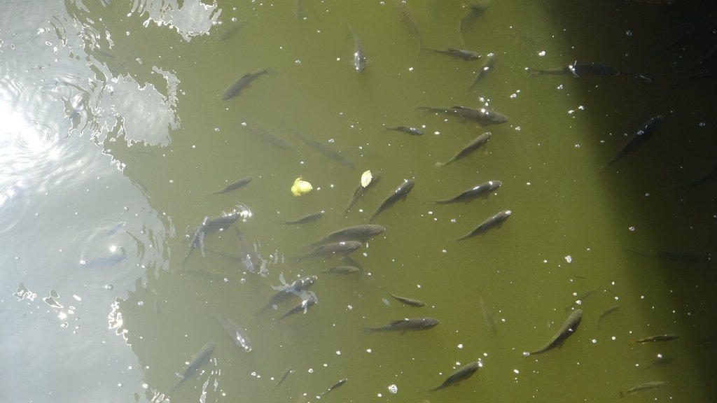 Asi Nehri’nde Balık Ölümleri