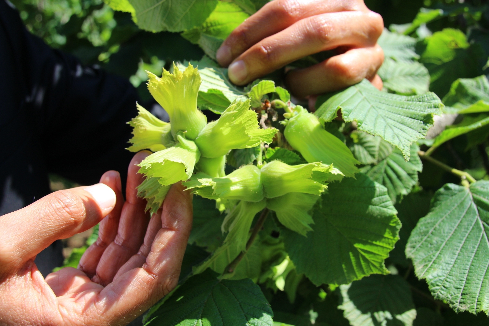 Üreticiler, fındık taban fiyatının açıklanmasını bekliyor