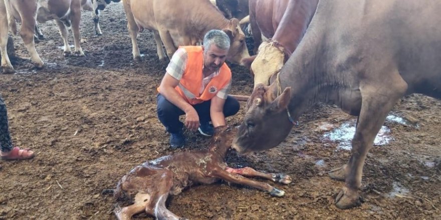 Yangından kurtarılan gebe inek sağlıklı şekilde doğum yaptı