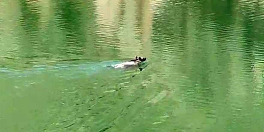 Ayının yüzme keyfi gülümsetti