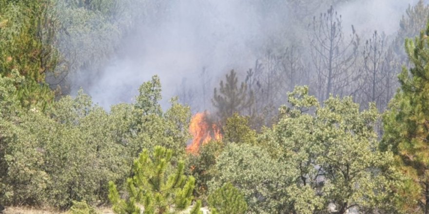 Başkentte ormanlık alanda yangın