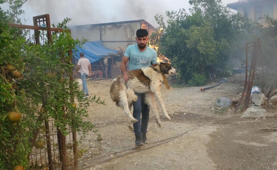 "Afet Bölgelerinde İlk Yardımı Mutlaka Görevli Veteriner Uygulamalı"