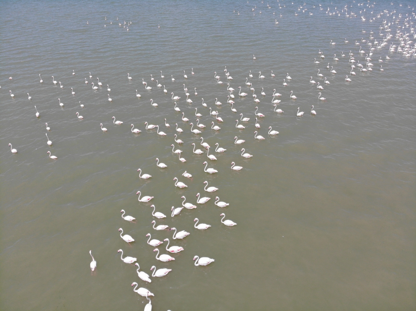 Van Gölü Havzası’nın Narin Kuşları Flamingolar Görsel Şölen Sunuyor