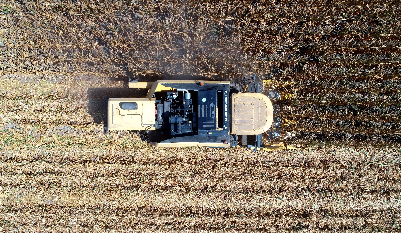 "Sarı Altın"da Hasat Başladı