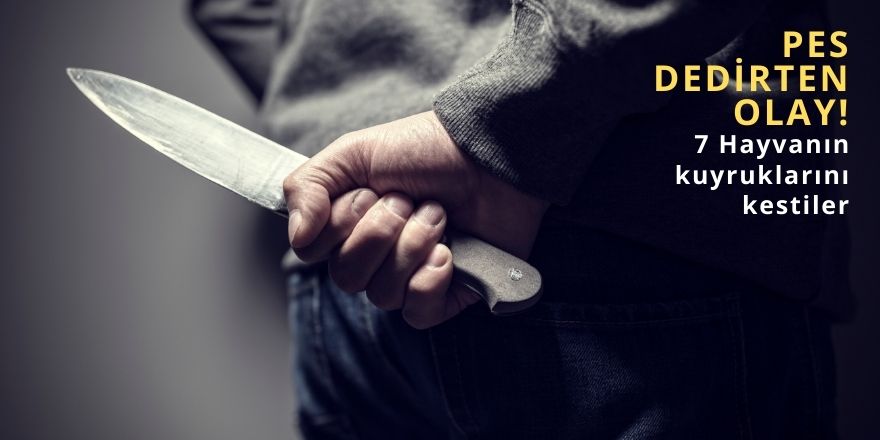 İstanbul Arnavutköy'de pes dedirten olay! 7 Hayvanın kuyruklarını Kestiler