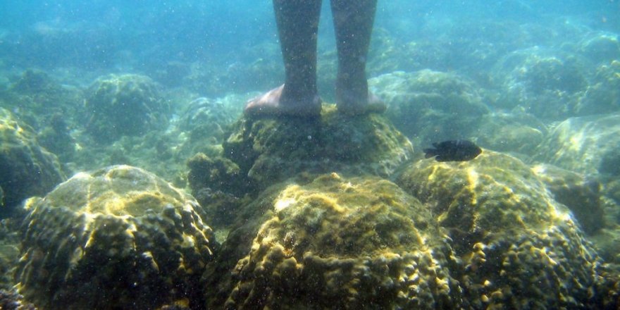 Tayland’dan Mercanlara Zarar Veren Kimyasal İçerikli Güneş Kremlerine Yasak