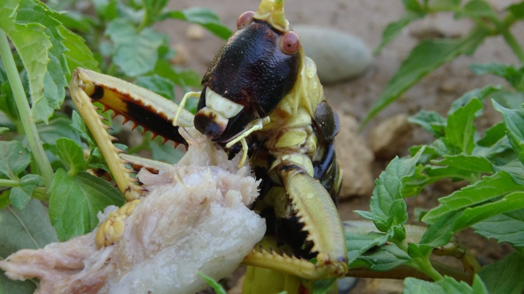 Gercüş’te Et Yiyen Dev Çekirge Görenleri Hayretler İçinde Bıraktı