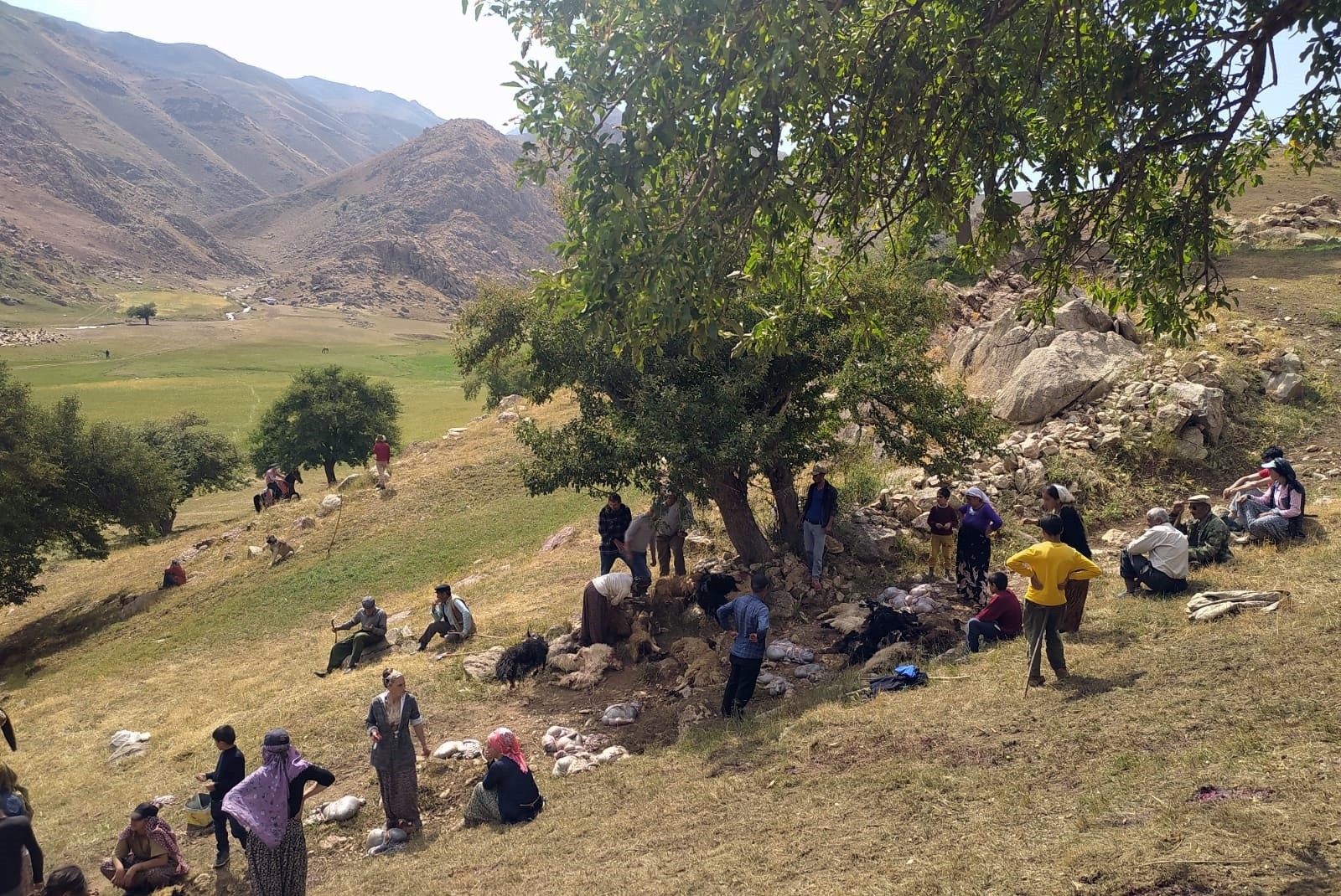 Yüksekova’da Mezraya Yıldırım Düştü, 35 Koyun Telef Oldu