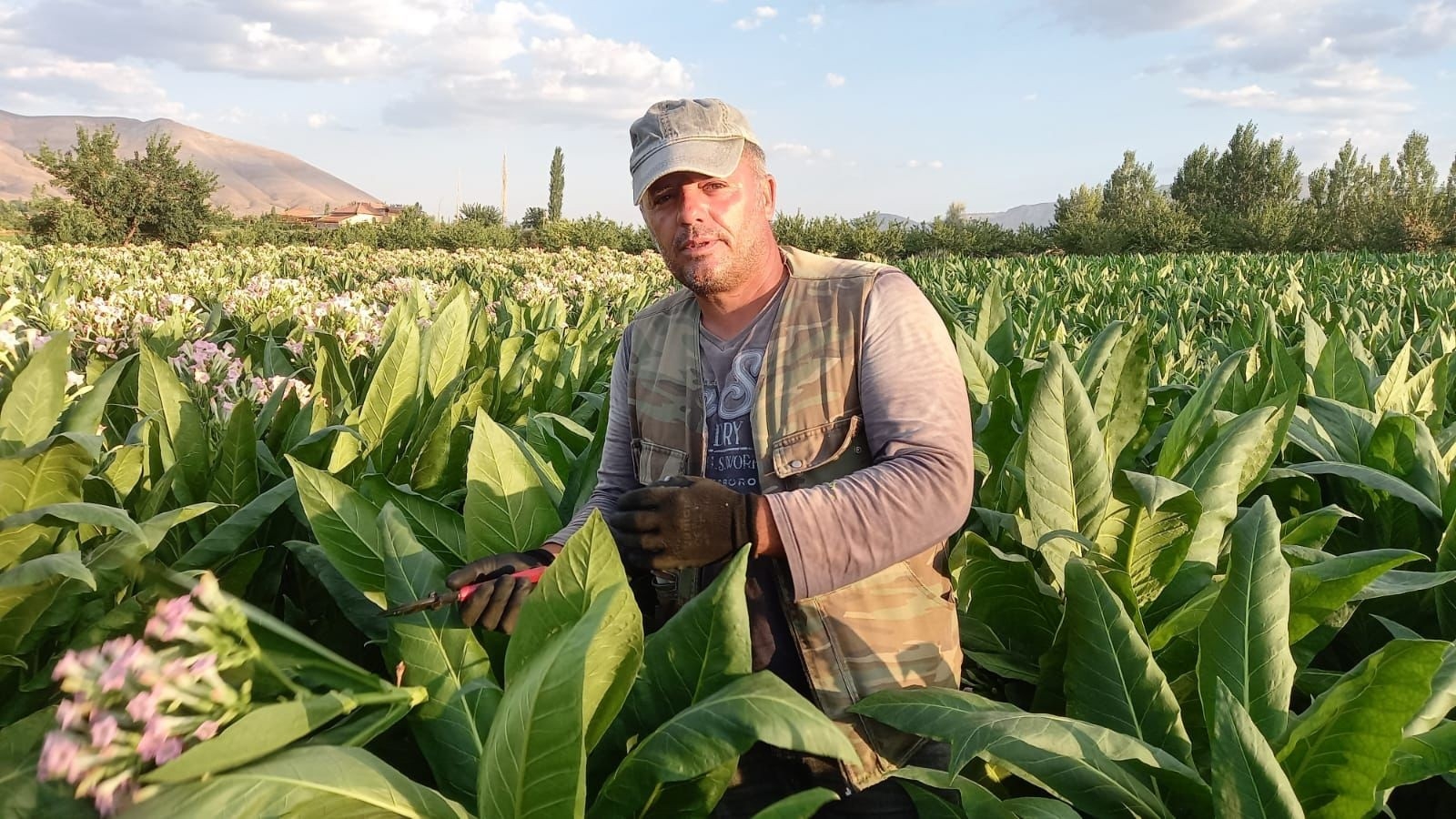 Tütün Hasadı Başladı