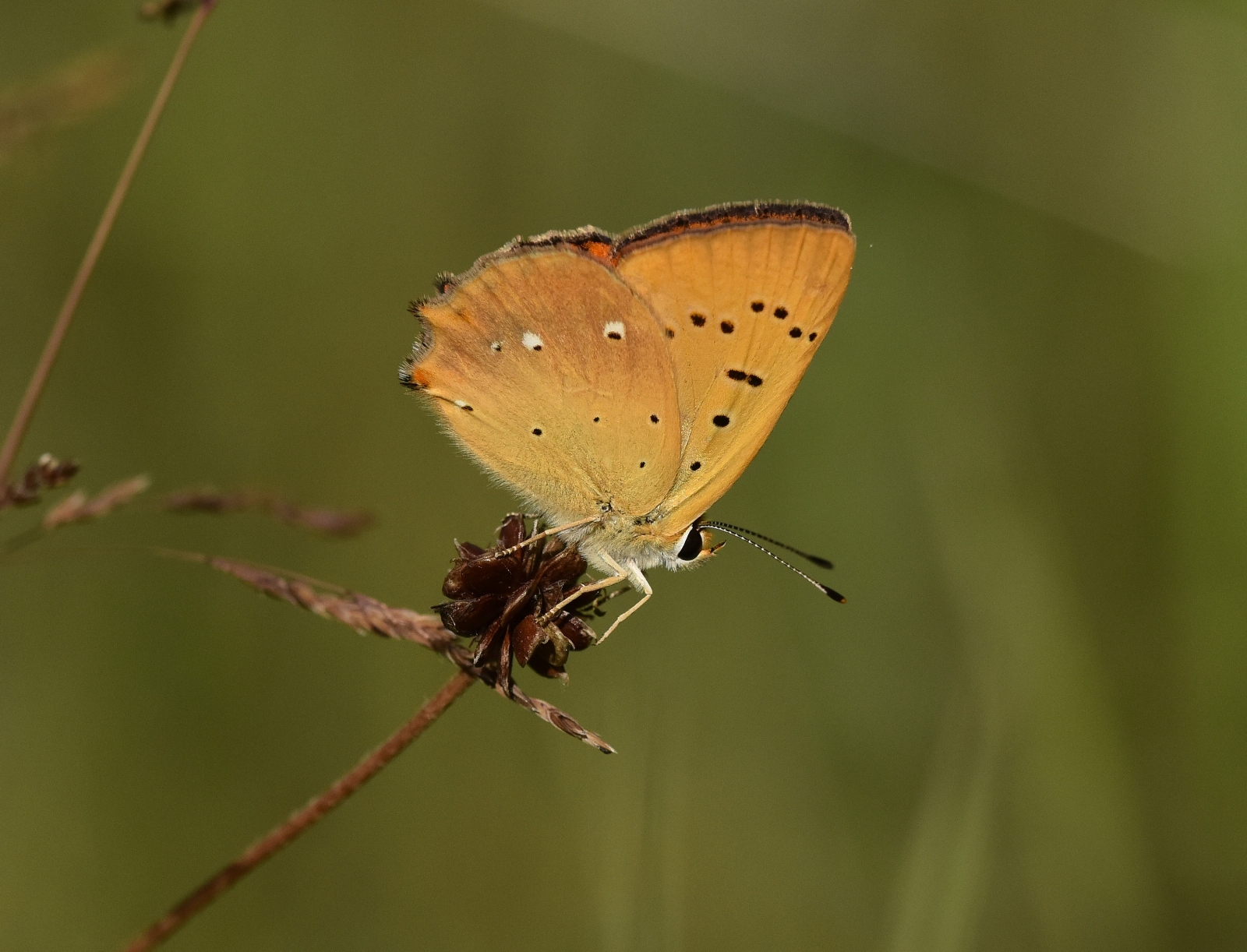 Türkiye’deki Kelebek Türlerinin Yarıdan Fazlası Van Gölü Havzasında Yaşıyor