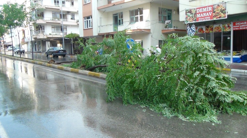 Fırtına Sebebiyle Devrilen Ağaca Vatandaş Müdahalesi