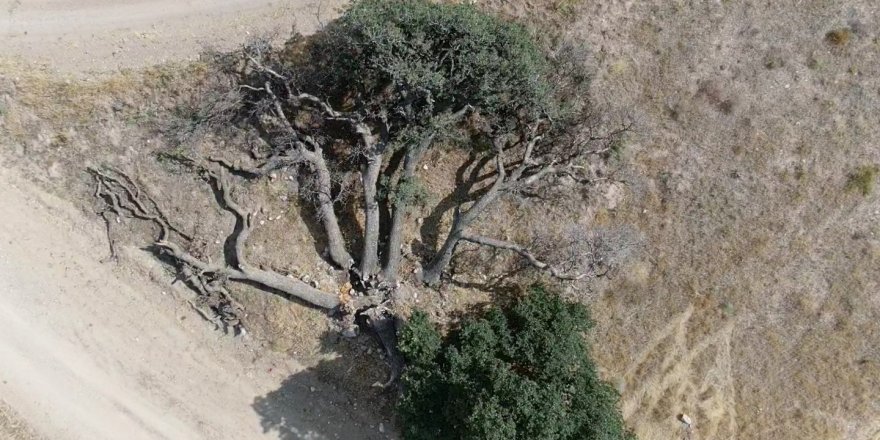 3 yüz yıllık ağaca dokunulmuyor, sebebi ise enteresan