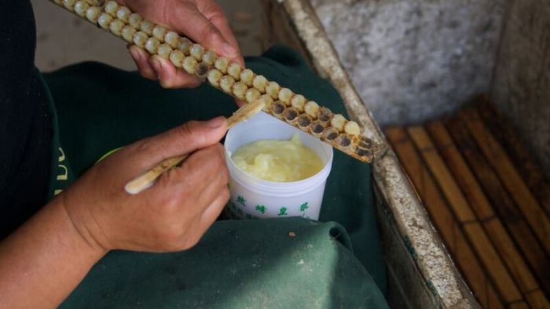 "Arı Sütü Kullanımı" Yaşlanma Karşıtı Etkiye Sahip