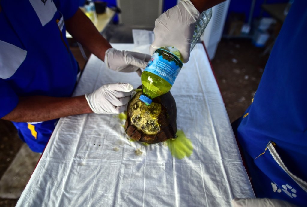 Orman Yangınlarında Zarar Gören Hayvanların Yaraları Sarılıyor