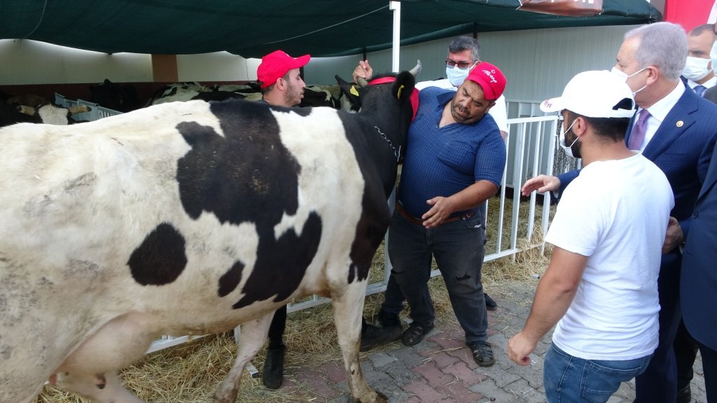 Mhp Yangın Bölgesinde Küçük Ve Büyükbaş Hayvan Dağıttı
