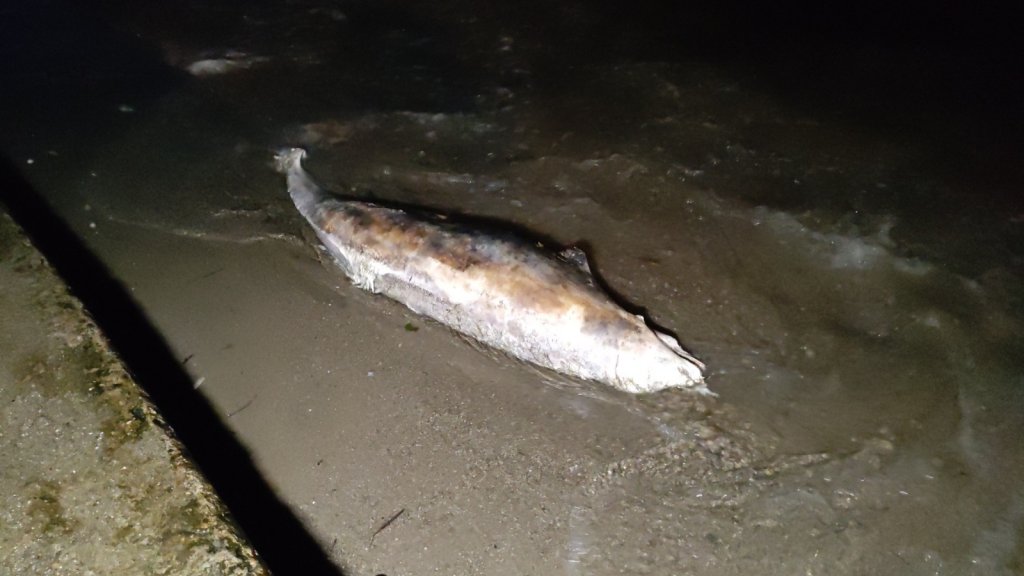 Ağlara Takılan Balığı Ceset Zannettiler