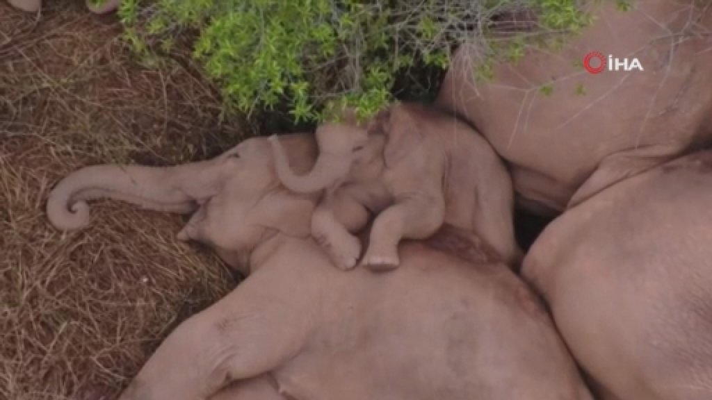 Çin’de Göçmen Filler Geleneksel Yaşam Alanlarına Yaklaşıyor