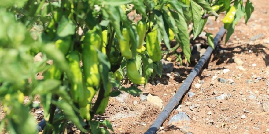 Erzincanlı Çiftçiler Tarımsal Sulamada Yüzde 90 Tasarruf Sağladı