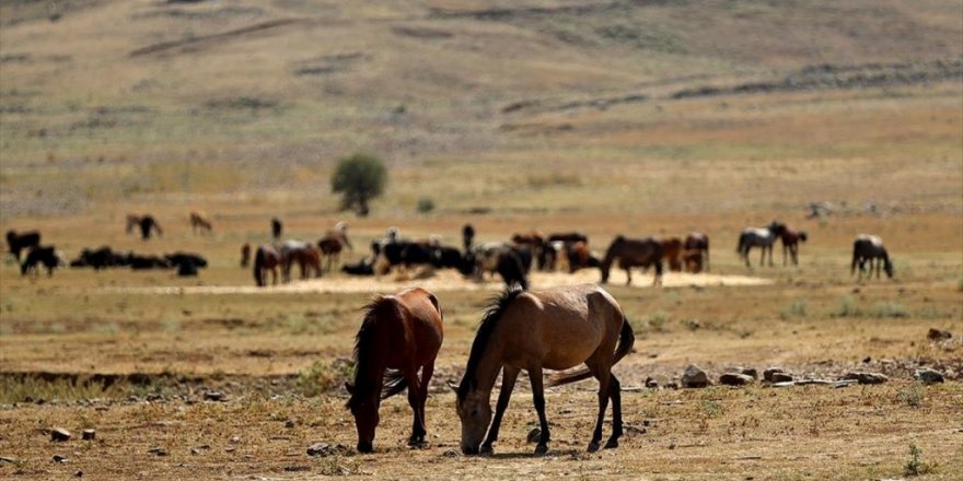 Yılkı Atları İçin Ovaya Tonlarca Yem Ve Saman Bırakıldı