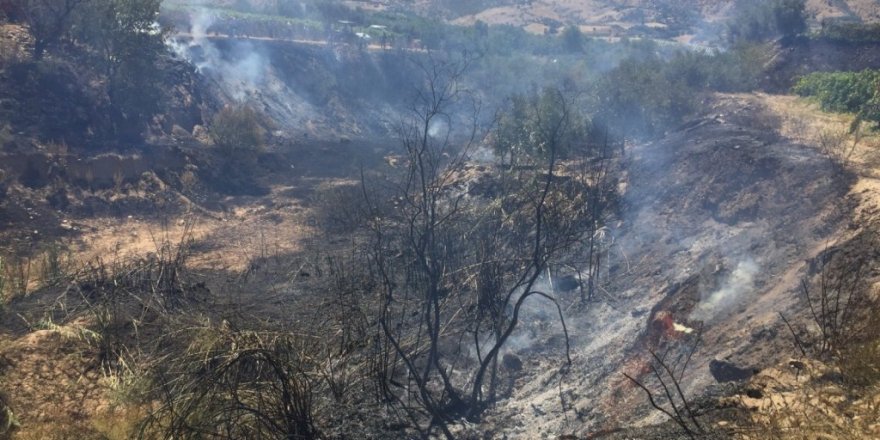 Dere yatağında çıkan yangın bağlara ve zeytinliklere zarar verdi