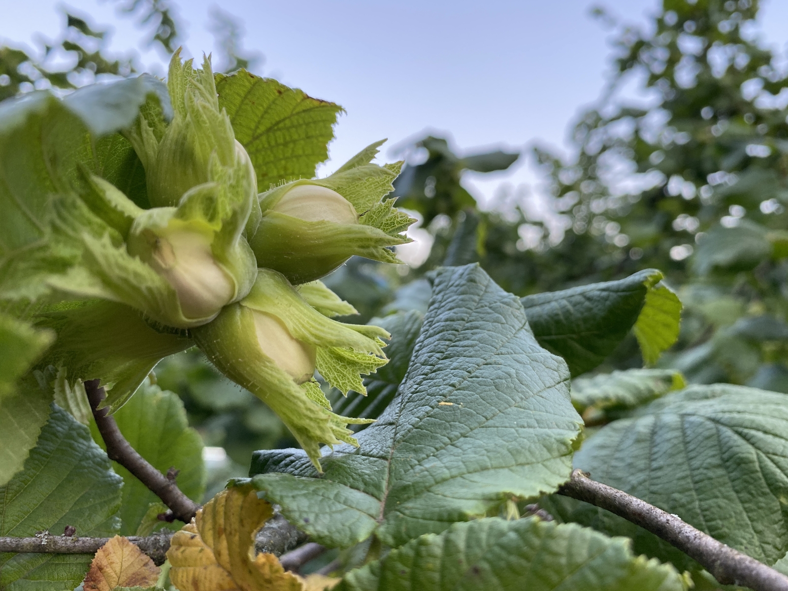 En Çok Fındık Üreten Şehirler Belli Oldu