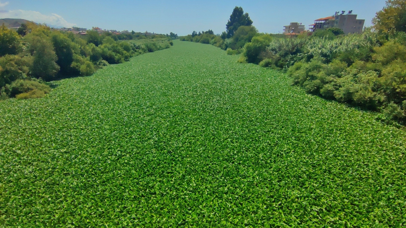 Hatay’da su sümbülleri Asi Nehri’ni istila etti