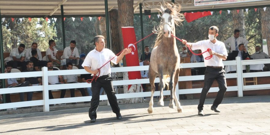 68 safkan Arap tayı, 8,5 milyon TL'ye satıldı