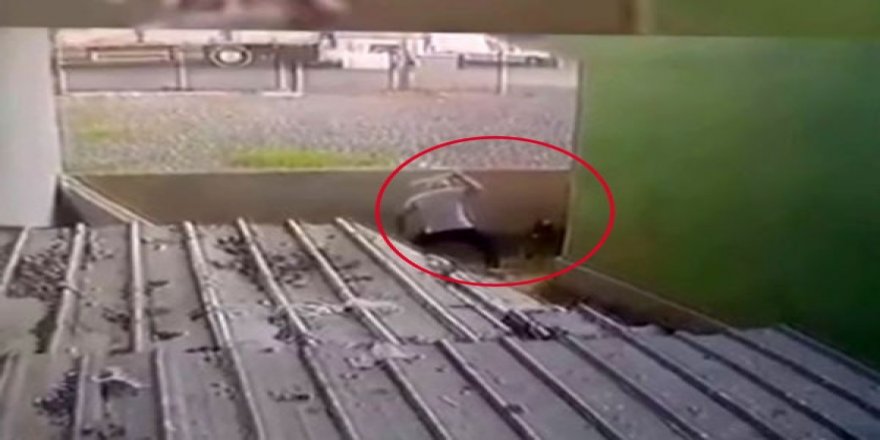 Ataşehir’de Gözü Dönen Saldırgan Köpeğe Şiddet Uyguladı