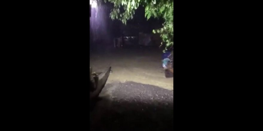 Hayvanlar Son Anda Kurtarıldı