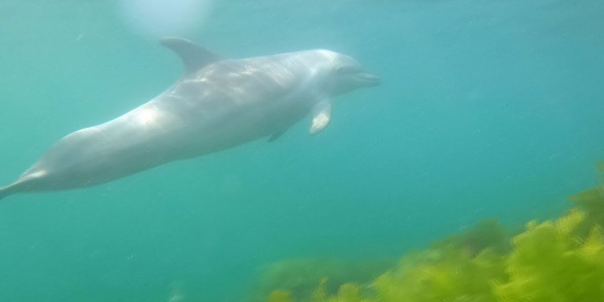 İstanbul’da Su Altında Yunus Balığı Sürprizi