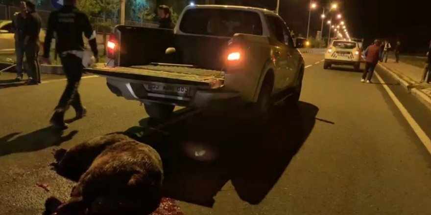 Kars'ın Sarıkamış ilçesinde otomobilin çarptığı ayı telef oldu