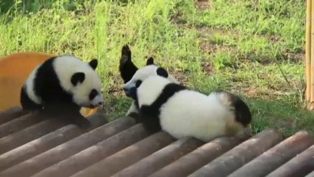 Pandaların Oyunu İlgi Topladı