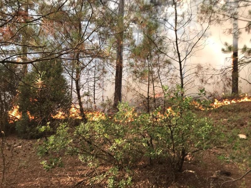 Bursa’da Orman Yangını