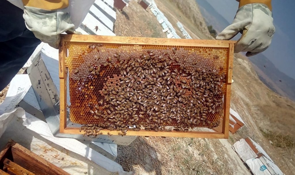 Kuraklık Ve Aşırı Sıcak Bal Üretimini Vurdu