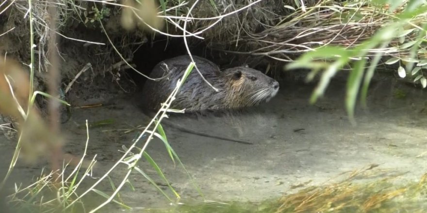 Iğdır’da Su Maymunları Görüntülendi