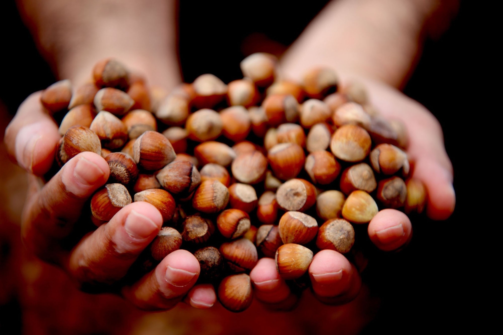 Serbest Piyasada Fındık Fiyatı 26 Liraya Yükseldi