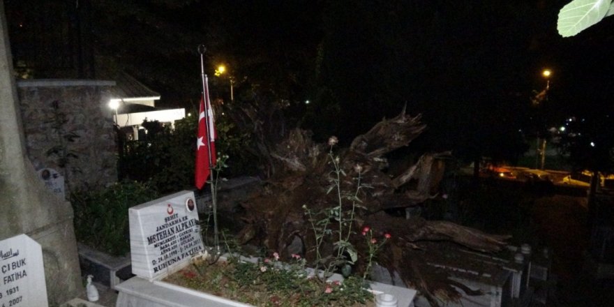 Bursa'da Şehitlikte Tarihi Çınar Devrildi