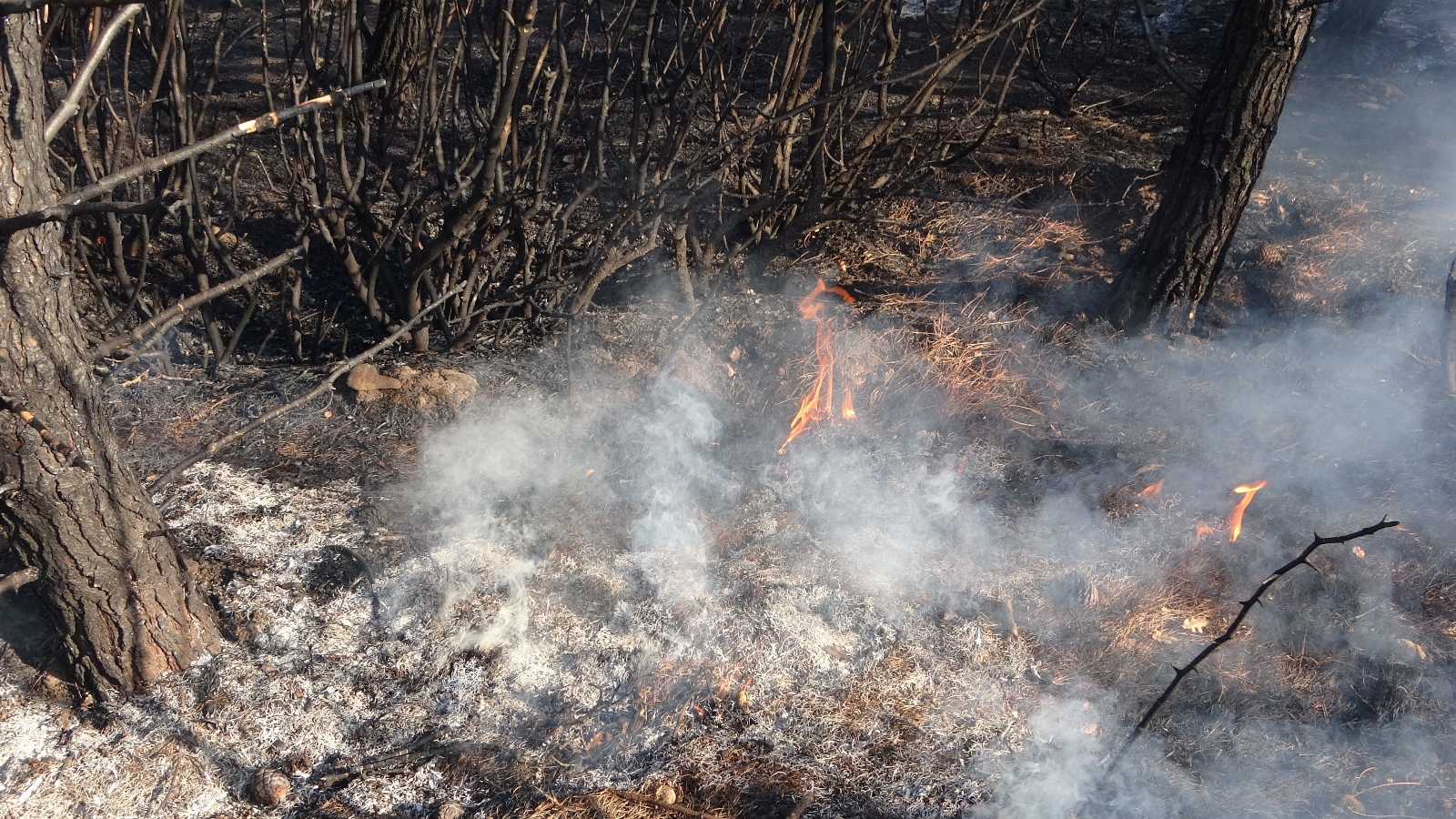 Çanakkale’deki Orman Yangını Kontrol Altına Alındı