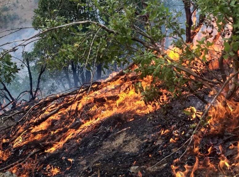 Şemdinli’de Orman Yangını