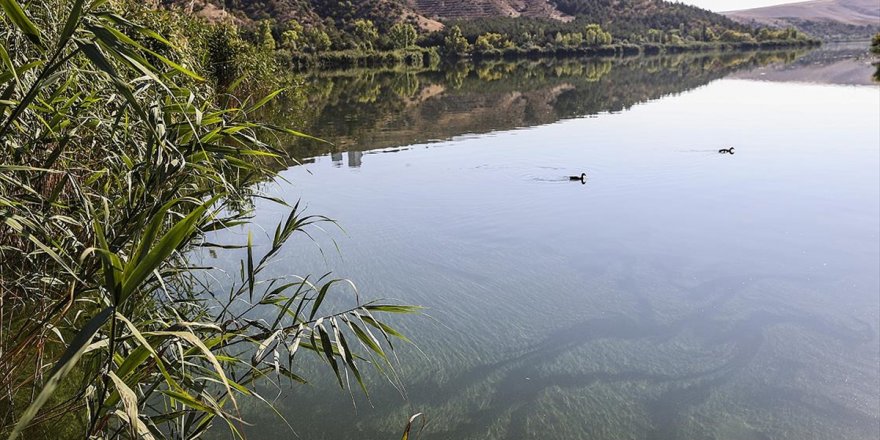 Odtü Eymir Gölü'ndeki Aşırı Siyanobakteri Artışını Anbean Takip Ediyor