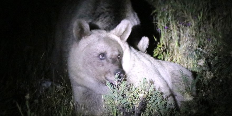 Nemrut Krater Gölündeki  Ayıları Gece Görüntülendi