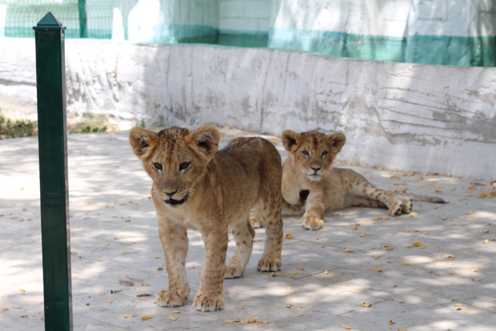 Başkentin 9 Yavru Aslanının İsimleri Oylama İle Belirlenecek