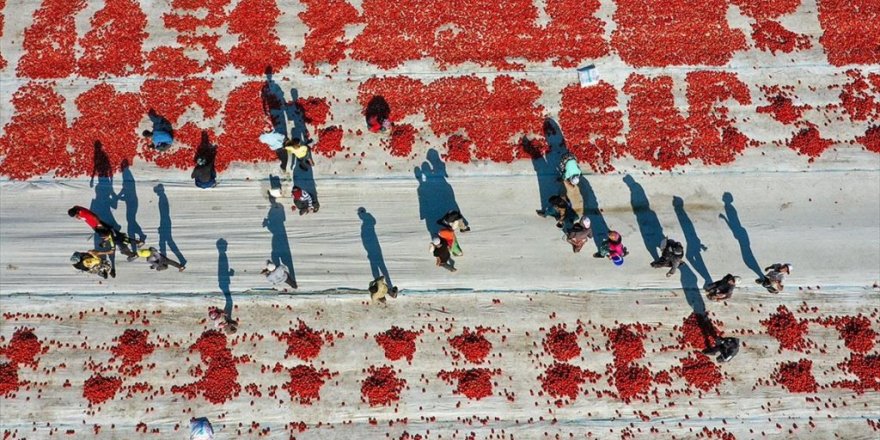 Aşırı Sıcaklar Ege Ovalarındaki 'Kırmızı Mesai'yi Erken Bitirdi
