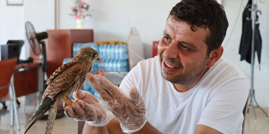 Atmaca Yavrusu İle Lokantacının Dostluğu Görenleri Şaşırtıyor