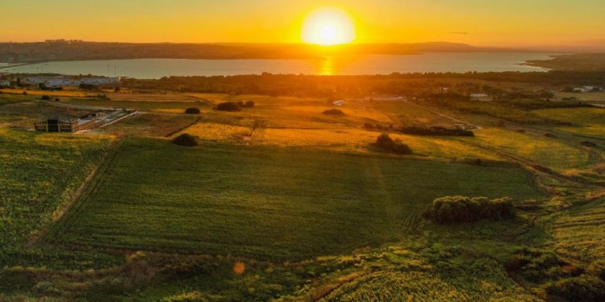 İstanbul’da ay çiçeği tarlalarından masalsı görüntüler
