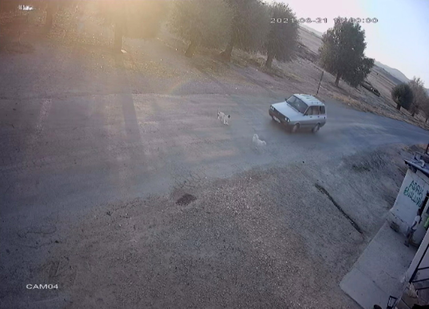 Hayvanları Araçların Altında Kalan Mahalleli Yola Kasis İstiyor